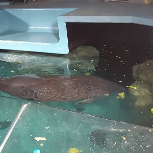 West Indian Manatee