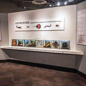 Feb. 2022 - World of the Insect - What Is An Insect? - First Exhibits