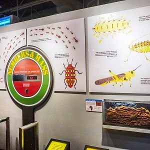 Feb. 2022 - World of the Insect - What Is An Insect? - Human to Insect Scale