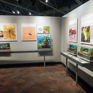 Feb. 2022 - World of the Insect - Success of the Insect Section