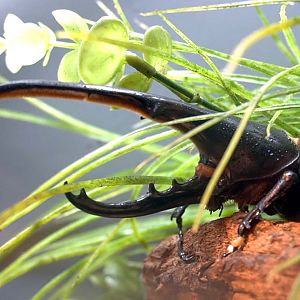Feb. 2022 - World of the Insect - Success of the Insect - Hercules Beetle