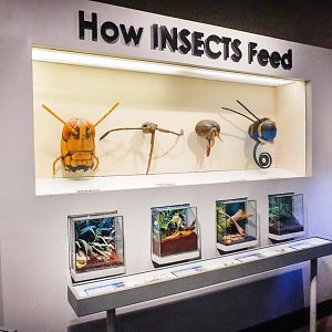 Feb. 2022 - World of the Insect - What Insects Eat
