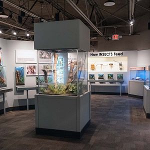 Feb. 2022 - World of the Insect - Three Sections