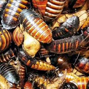 Feb. 2022 - World of the Insect - What Is An Insect? - Madagascar Hissing Cockroaches