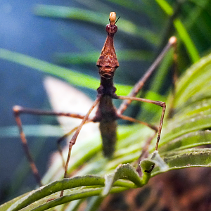 Feb. 2022 - World of the Insect - Defense & Escape - Giant Jumping Stick