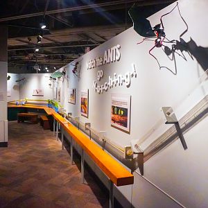 Feb. 2022 - World of the Insect - Leafcutter Ant Exhibit (Middle Part)