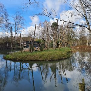 White-handed gibbon island
