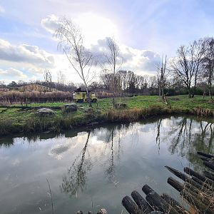 Male lion separation enclosure