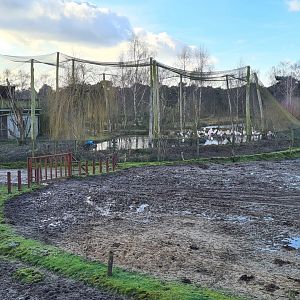 Greater flamingo aviary