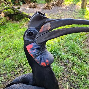 Abyssinian ground hornbill
