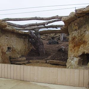 New enclosure of Orycteropus afer