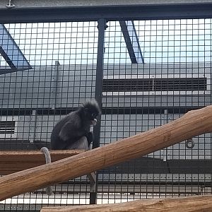 Dusky leaf monkey in burgers rimba