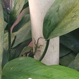 Baby anolis marmoratus in burgers bush