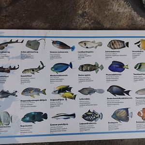 Fish signage in burgers ocean