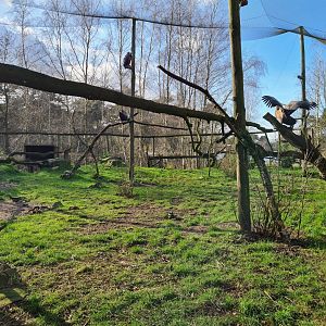 Vulture aviary