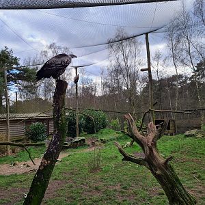 Vulture aviary