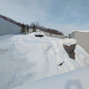 Polar bear new cage at Maruyama Zoo