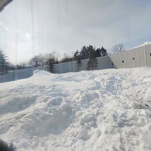 Polar bear new cage at Maruyama Zoo