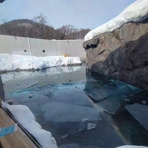 Polar bear new cage at Maruyama Zoo