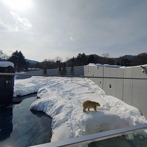 Polar bear new cage at Maruyama Zoo
