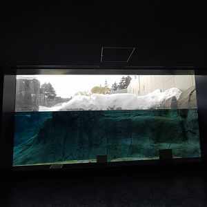 Polar bear new cage at Maruyama Zoo