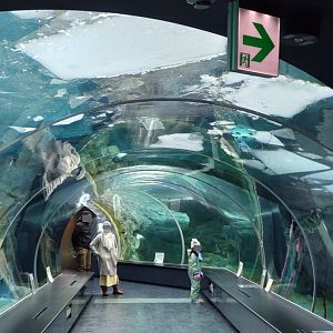 Polar bear new cage at Maruyama Zoo