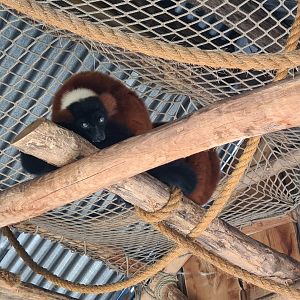 Red ruffed lemurs
