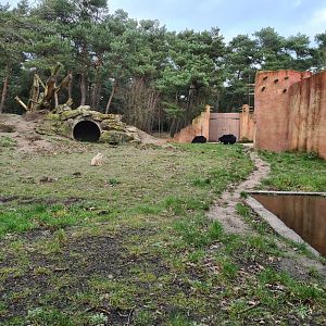 Sloth bear enclosure
