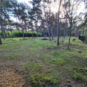 Okapi yard - First enclosure