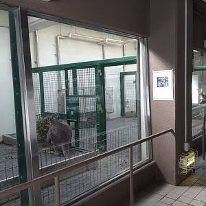 Kangaroo exhibit at Maruyama Zoo