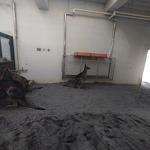 Kangaroo exhibit at Maruyama Zoo