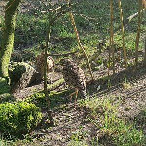 African village - Spotted thick-knee
