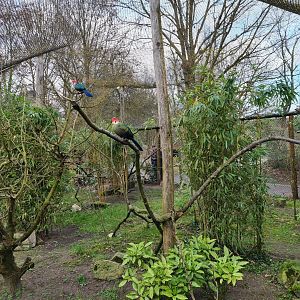 African village - Red-crested turaco