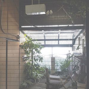 Bali myna exhibit at Maruyama Zoo