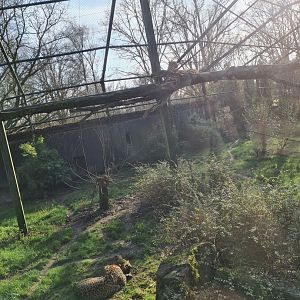 Persian leopard - Left viewing window