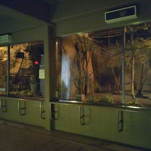 Slow Loris Exhibit at Maruyama Zoo