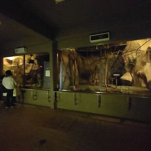 Slow Loris Exhibit at Maruyama Zoo