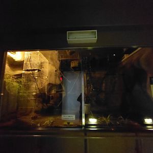 Slow Loris Exhibit at Maruyama Zoo