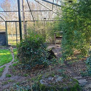 Persian leopard - Right viewing enclosure
