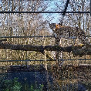 Persian leopard