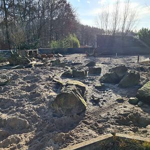Enclosure red river hog and Banded mongoose
