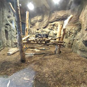 Malayan bear exhibit at Maruyama Zoo
