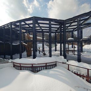 Lar Gibbon exhibit at Maruyama Zoo
