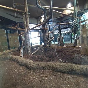 Lar Gibbon exhibit at Maruyama Zoo