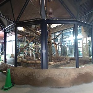 Lar Gibbon exhibit at Maruyama Zoo