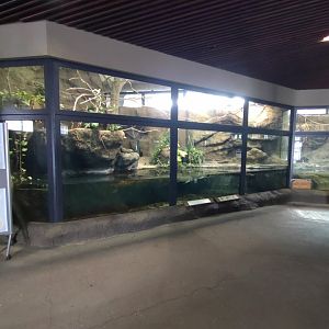 Asian arowanas exhibit at Maruyama Zoo