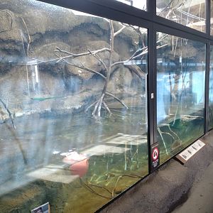Small-clawed otter Exhibit at Maruyama Zoo