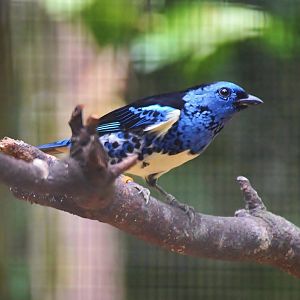 Turquoise Tanager (Tangara mexicana)
