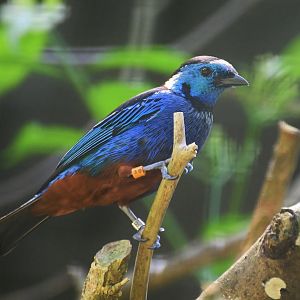Opal-rumped Tanager (Tangara velia)