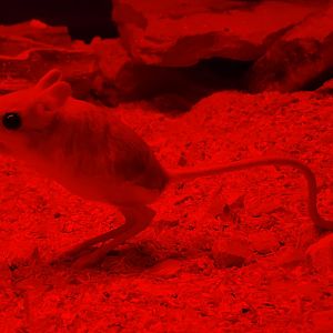 Greater Egyptian jerboa -TerraNatura Benidorm (2022)